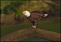 _0SB0477 american bald eagle